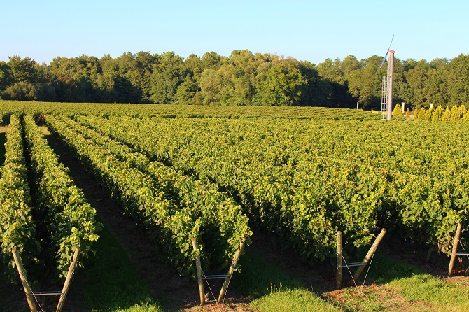 Vignes Château Bertinerie